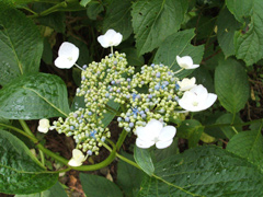 白い装飾花に囲まれた青い小さなつぼみを付けたヤマアジサイの花